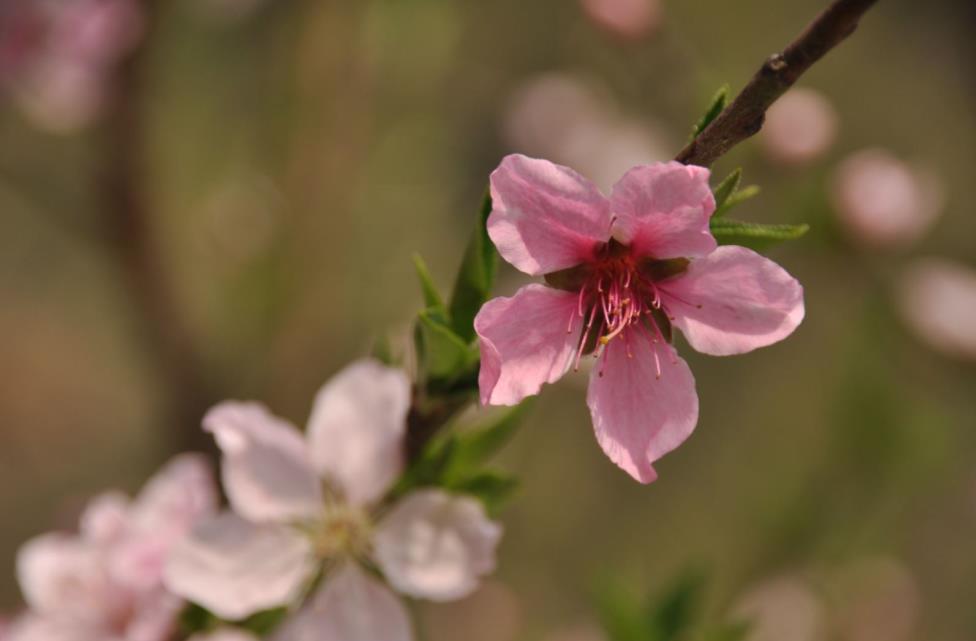 Modern Thinkers on Buddhism
