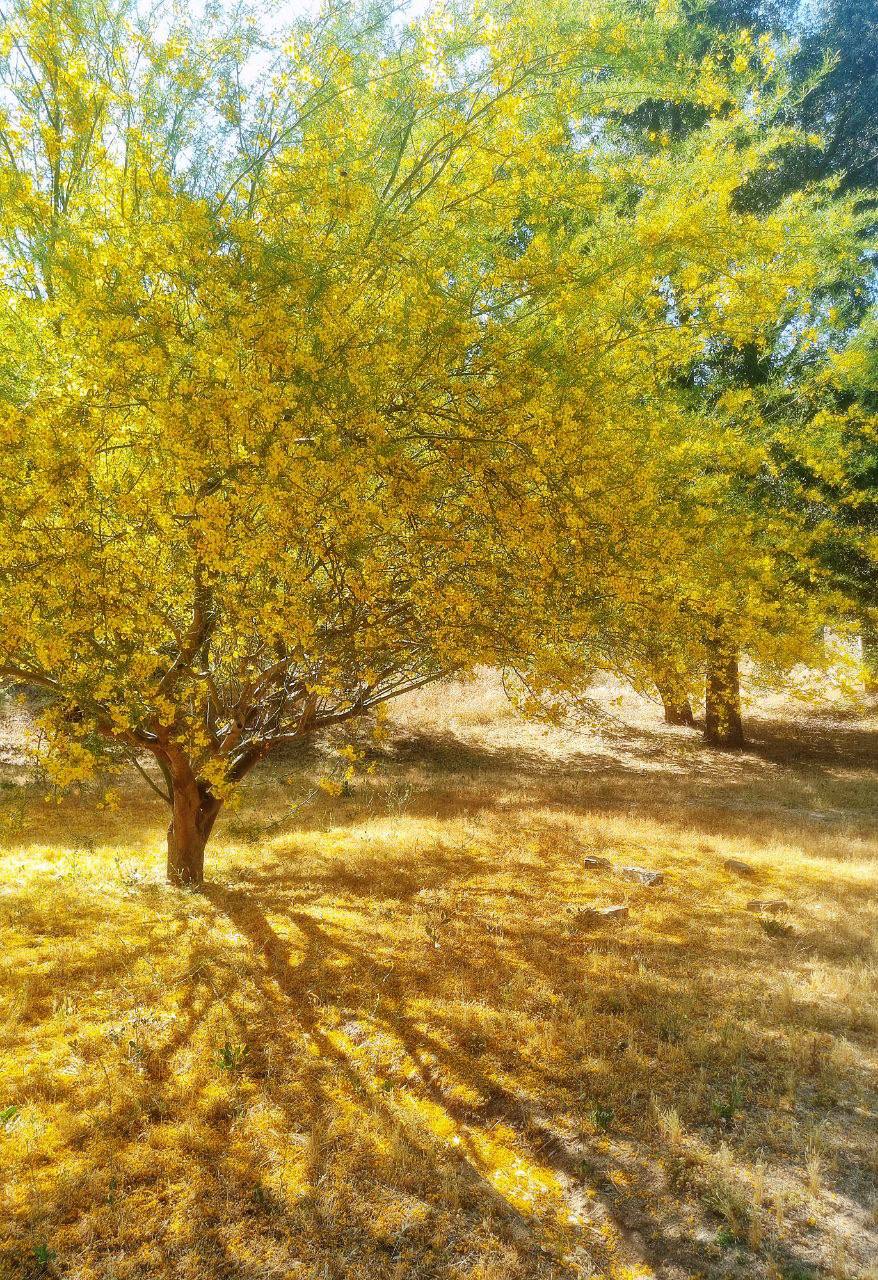 Nagarjuna Cultural Center’s Retreat Center in San Diego