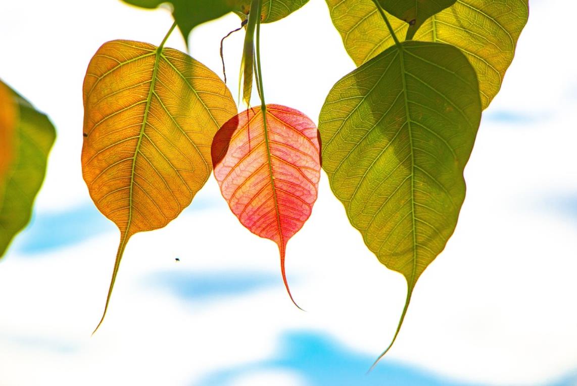 Four Stages of Madhyamaka Practice