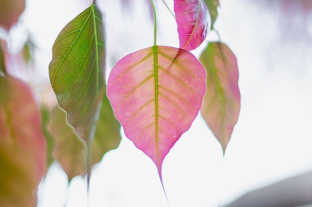 What is the highest level of cognition?