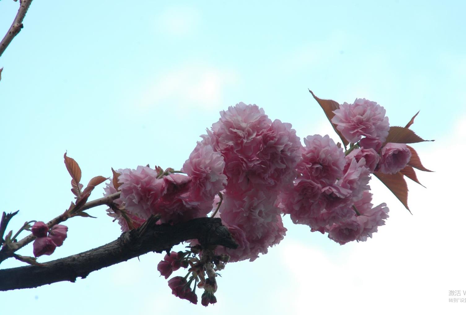 From View to Realization: Expressions of Cognition in Buddhist Practice