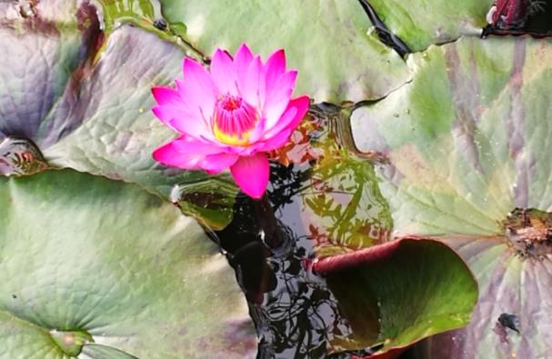 The Interrelationships Among the Bodhisattva’s Six Pāramitās (Part 3)