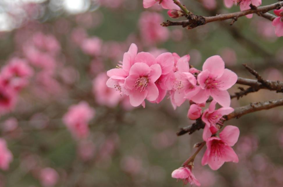 Why Is Practice More Important Than Buddhist Terminology?