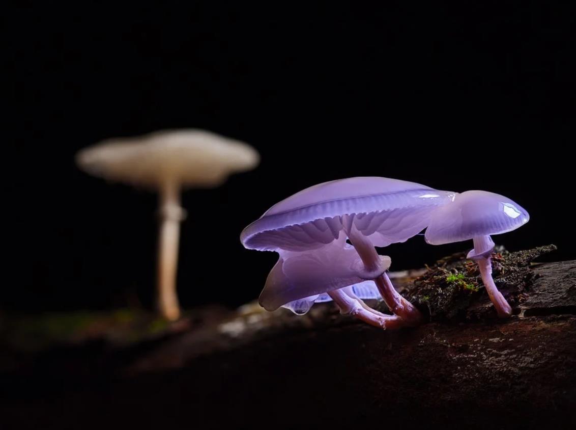 Suffering helps us give rise to renunciation