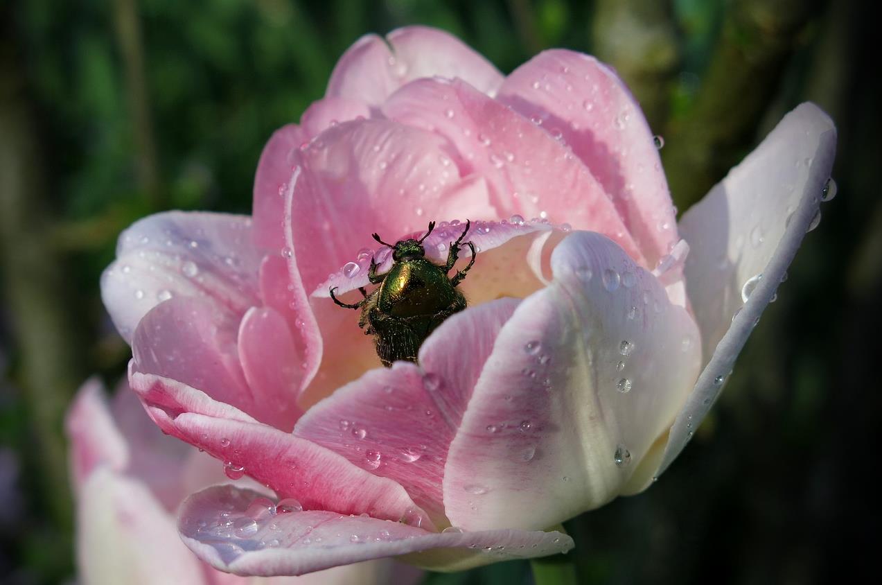 A Brief Overview of the Three Main Approaches to Realizing Emptiness