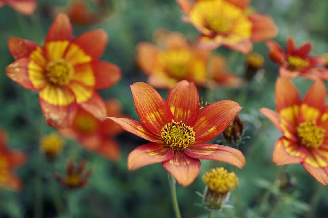 The Relationship Between External Material Conditions and Afflictions