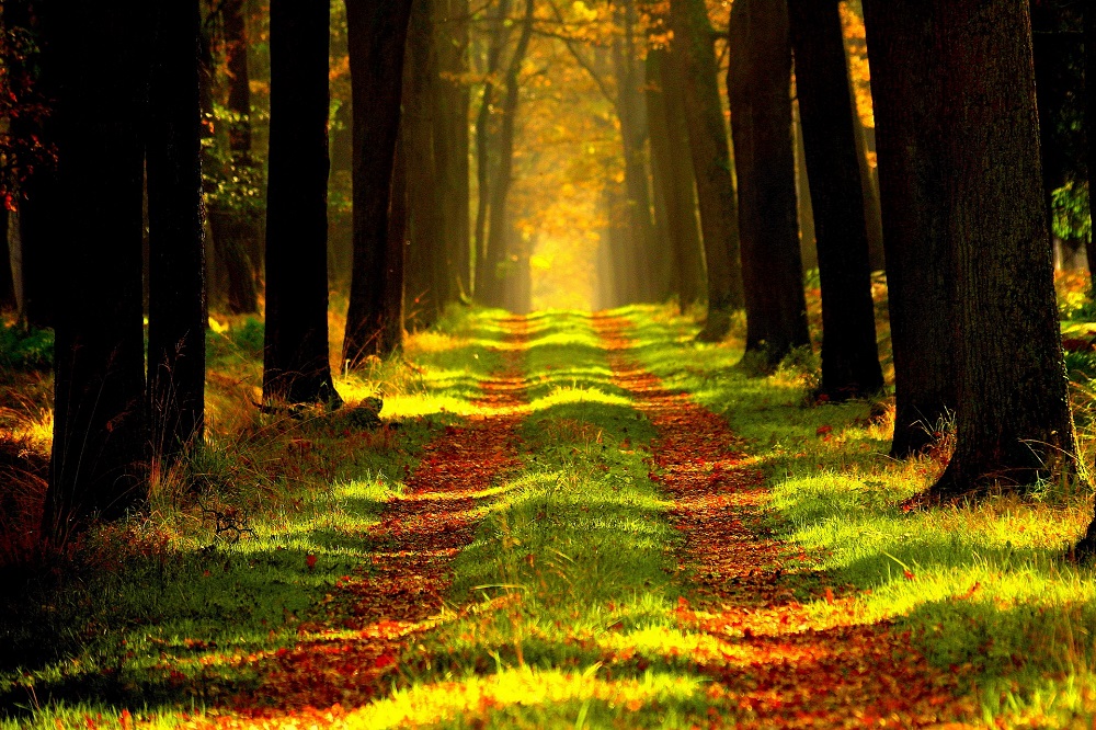 Why Great Emptiness Requires Mahāyāna Bodhicitta (Part two)