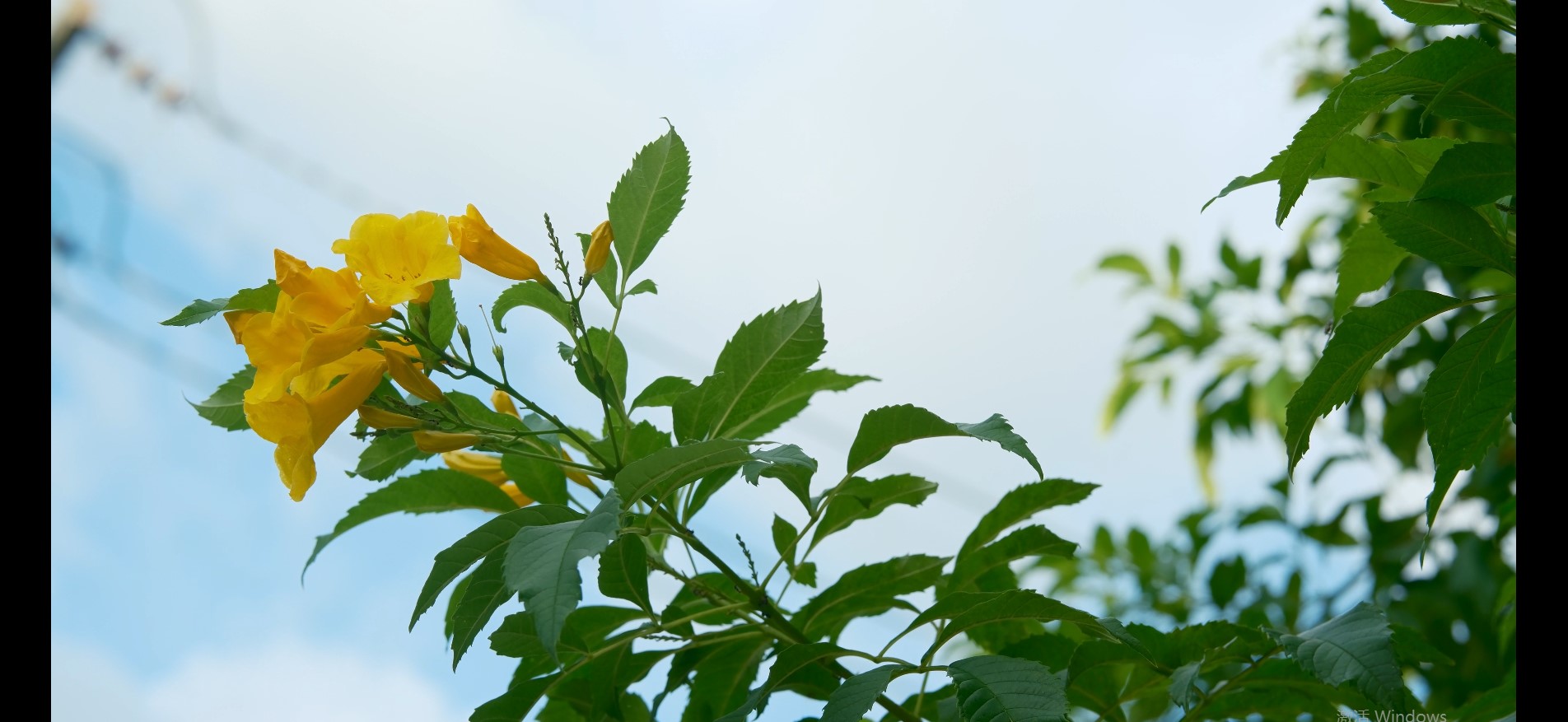 Flowers and Greenery