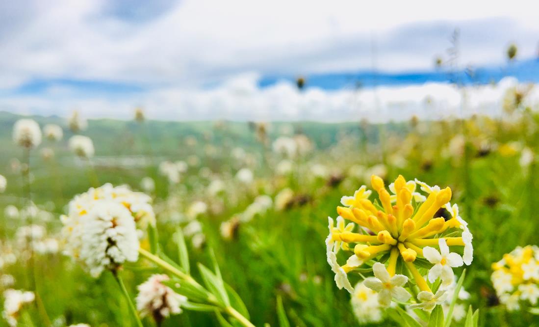 Bodhicitta Makes Practice Easy and Filled with the Joy of Dharma