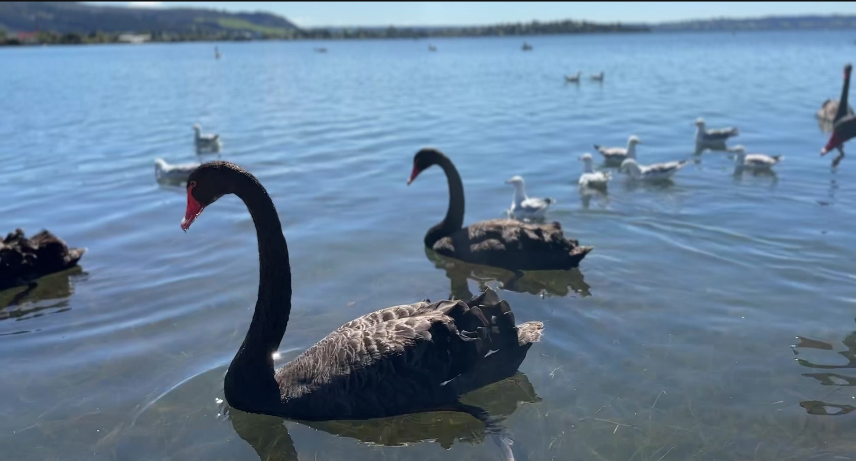 By the Sea in New Zealand